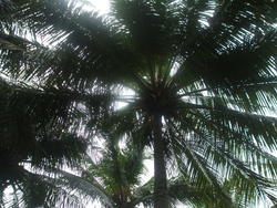 4528   maldivian sky palm