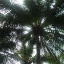 4528   maldivian sky palm