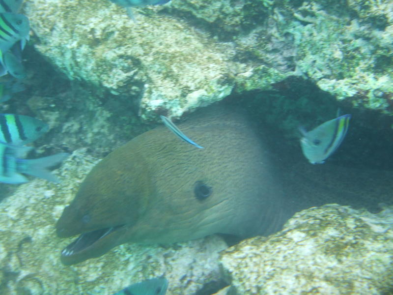 <p>moray eel (motion blur)</p>
