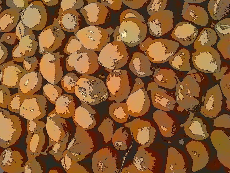 <p>solarised nuts</p>