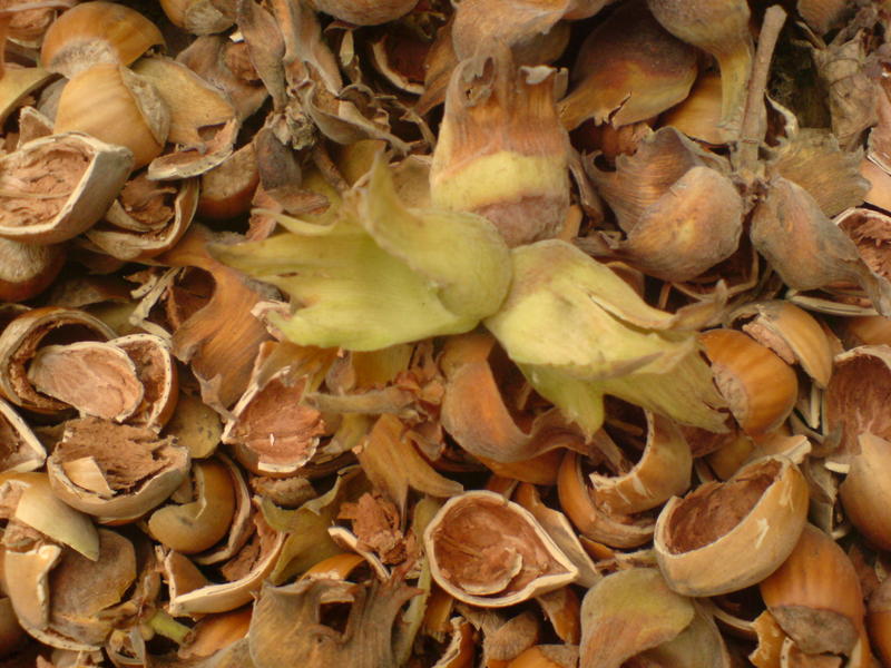 <p>during harvest</p>