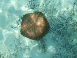 4468   pin cushion sea star