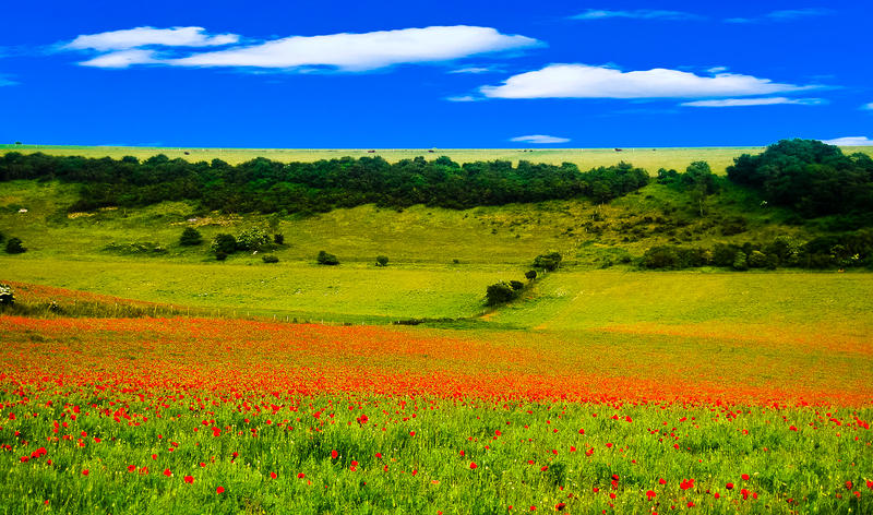 <p>Sussex Poppy Fields </p>