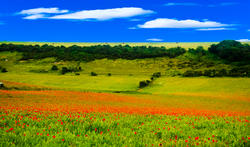 4659   poppy fields sussex downs