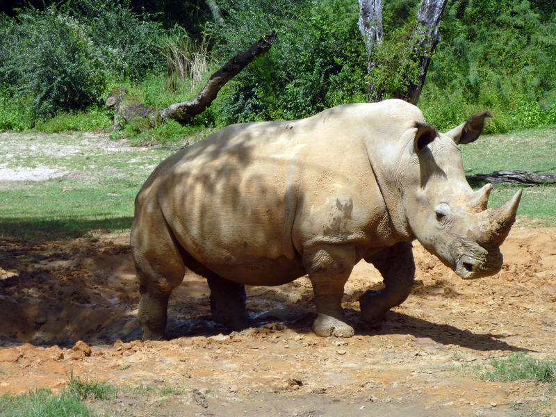 a rhino cooling of in a mud bath