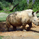 4779   rhino