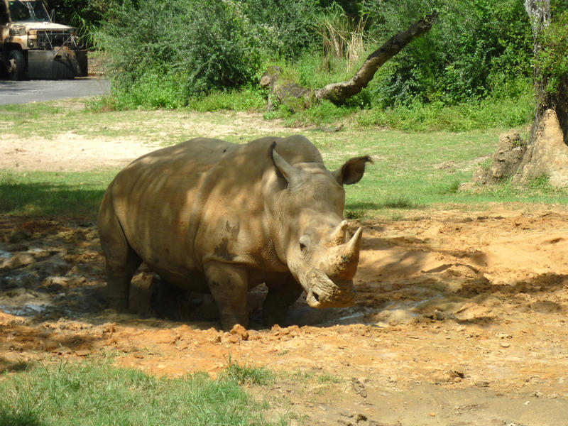 a Rhinoceros in mud