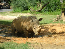 4780   rhino in mud