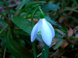 4499   snow drop