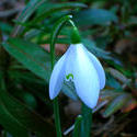 4499   snow drop