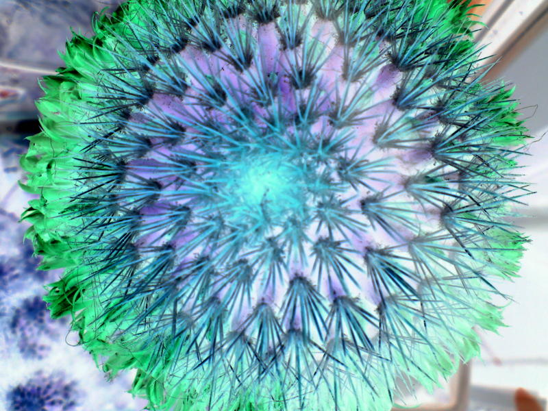 <p>solarised cactus</p>