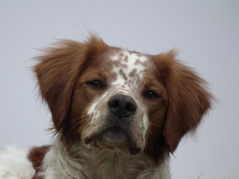 <p>Brittany Spaniel Dog </p>