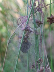 4963   spider web1