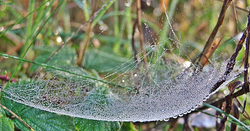 <p>high contrast image of water drops on a spiders web</p>