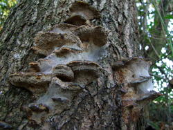 4965   spiderweb on fungi2