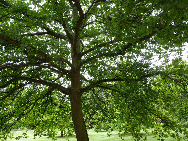 <p>Under A Spreading Tree</p>