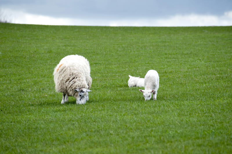 Woolly sheep grazing with her two spring lambs in a lush green pasture