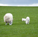 5076   Sheep And Lambs