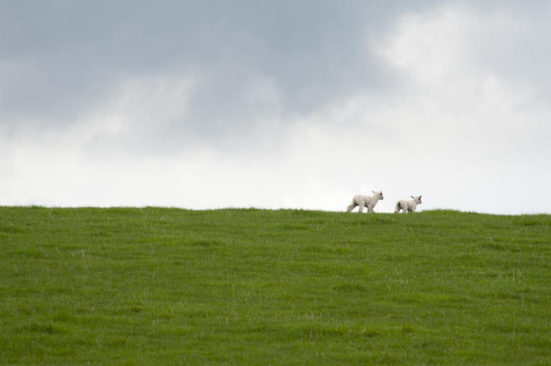 Two playful spring lambs running along the skyline in the distance against a cloudy sky.
