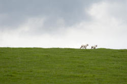 5077   Playful Spring Lambs