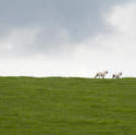 5077   Playful Spring Lambs