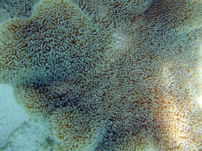 <p>stinging coral polyps</p>