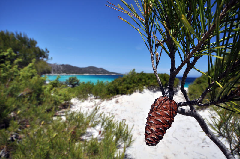 A pine scone in at Plage Saleccia, Corsica