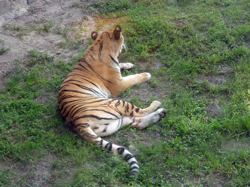 a tiger laying in the shade