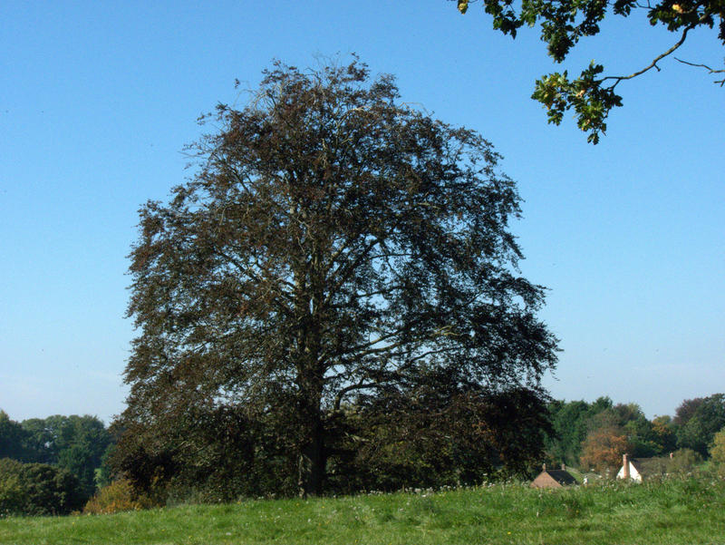 <p>Tree in a Hampshire Field</p>