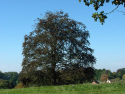 4635   tree in a hampshire field