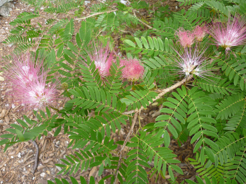 unusual tropical plants