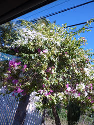 4891   tropical climbing flowers