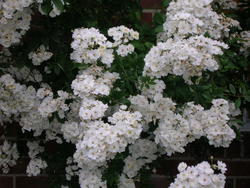 4519   white flowers