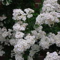 4519   white flowers