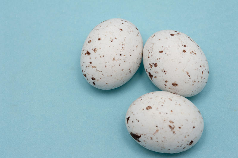 Three mini speckled white Eggs on a blue background in celebration of Easter, with copyspace