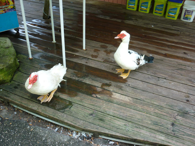 two wild birds - ducks (?)