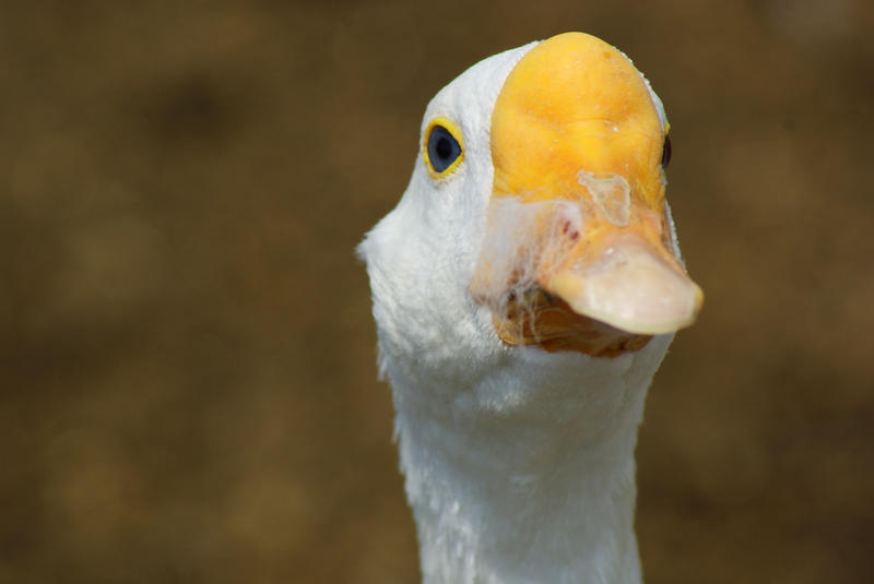 <p>Wild Goose Close-up</p>SONY DSC