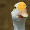 4998   wild goose