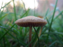 4681   wild mushroom