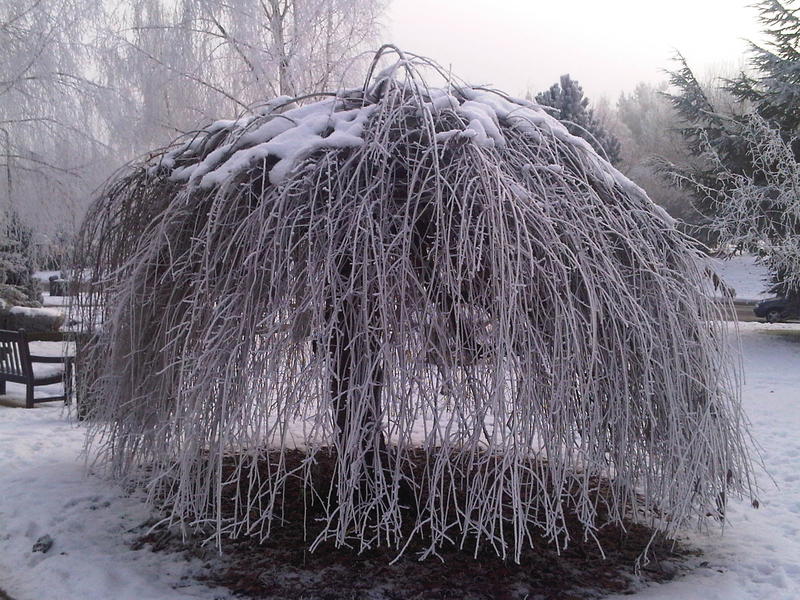 <p>Snow salix</p>