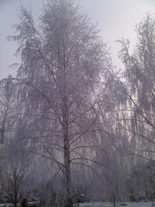 <p>Frosty tree in winter</p>