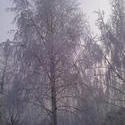4433   winter snow trees