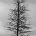 4651   winter tree