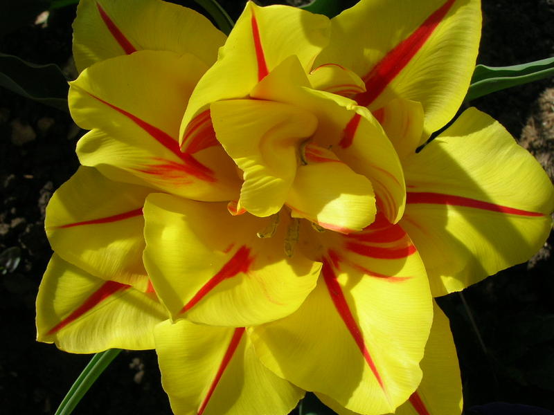 <p>yellow fancy tulip flower</p>