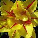 4502   yellow fancy tulip
