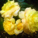 4488   yellow rose