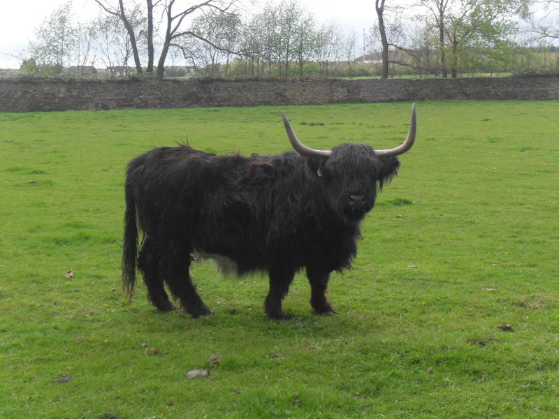 <p>Black Highland Cattle seen in Bonn Germany, </p>