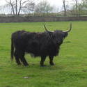 5227   006 black highland cattle