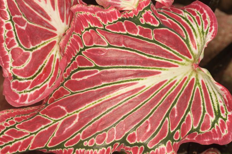 beautiful pattern of leaves of Alocasia