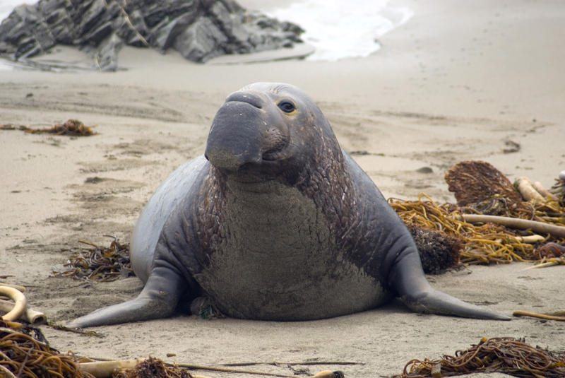 an large elephant seal - alpha male on the beach at AÃ±o Nuevo State Reserve